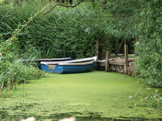 A rowing boat moored on a weed-covered waterway